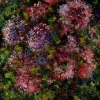 Астры / The Asters