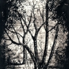 Лесные контрасты / The Forest Contrasts 