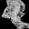 Series of works project 