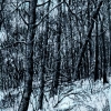 Среди зимы 38 / Among the Winter 38 