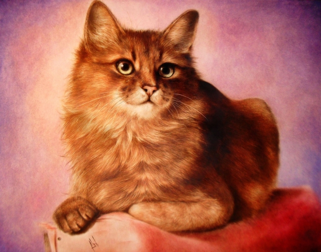 Рыжий кот