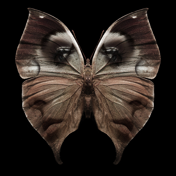 butterfly_wings_5.jpg